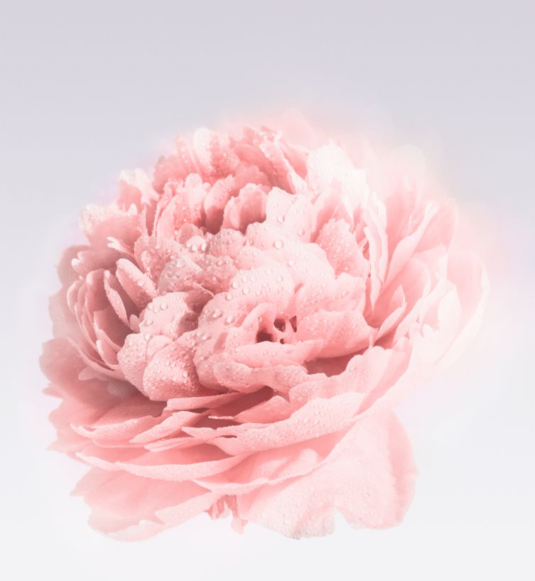 格拉斯玫瑰协奏响起,跳一支爱的回旋曲!